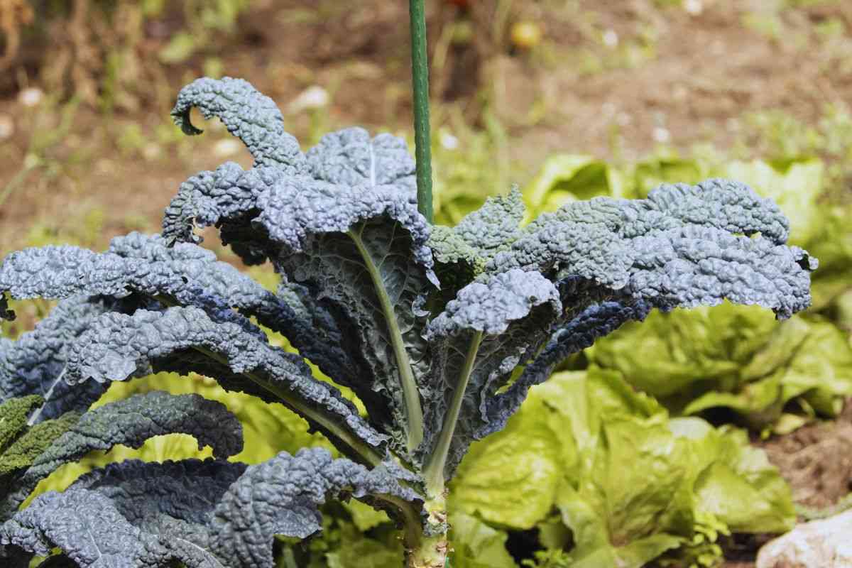 cavolo nero