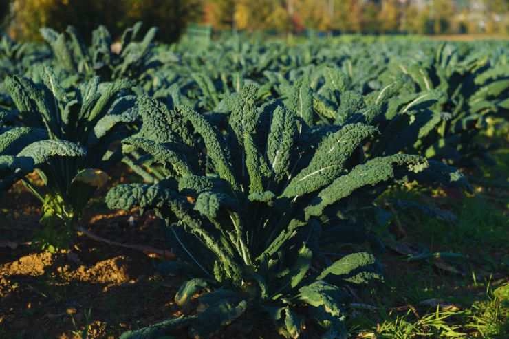 cavolo nero